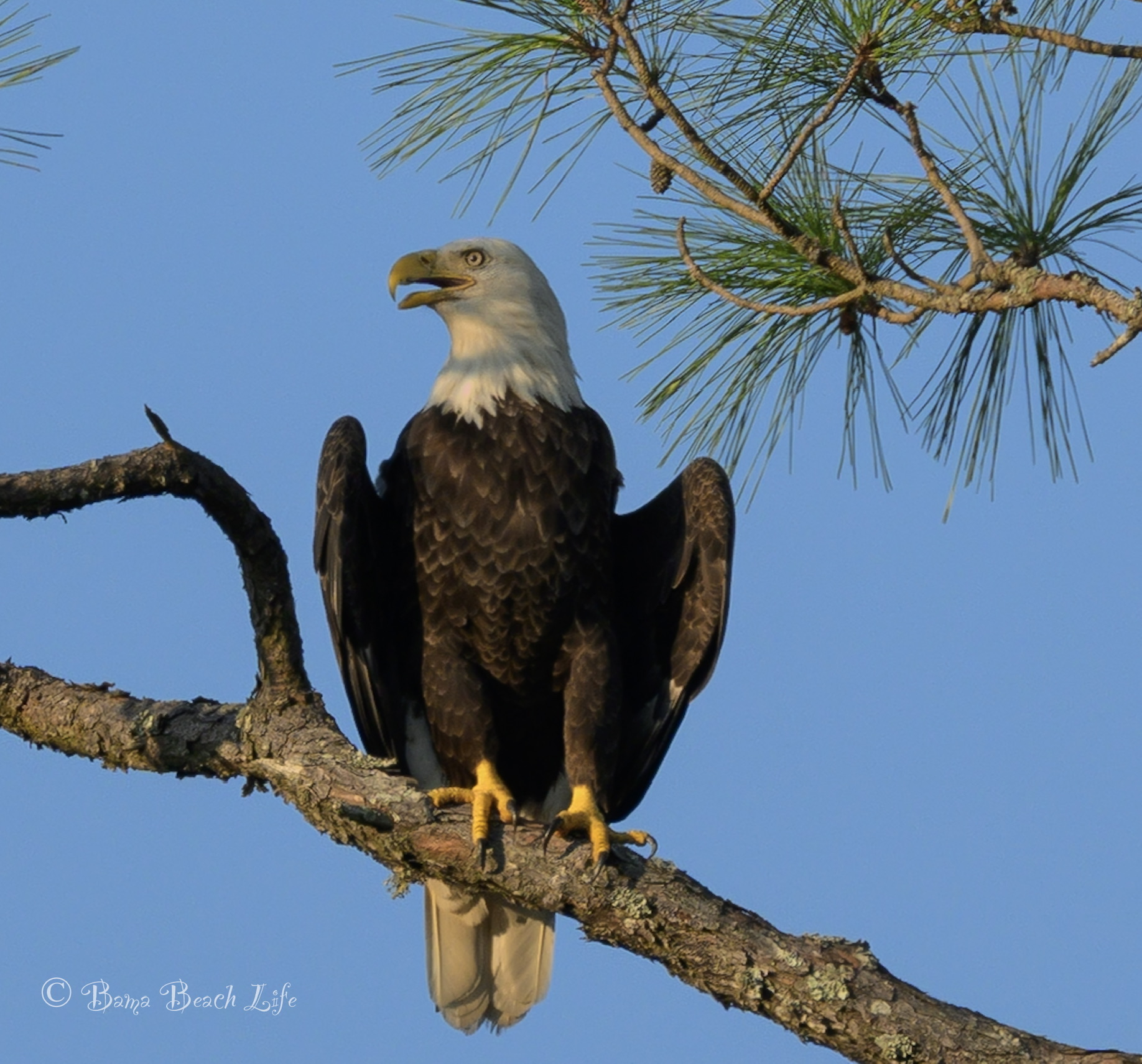 Adult bald eagle perched on a pine branch beneath a clear blue Alabama Gulf Coast sky.