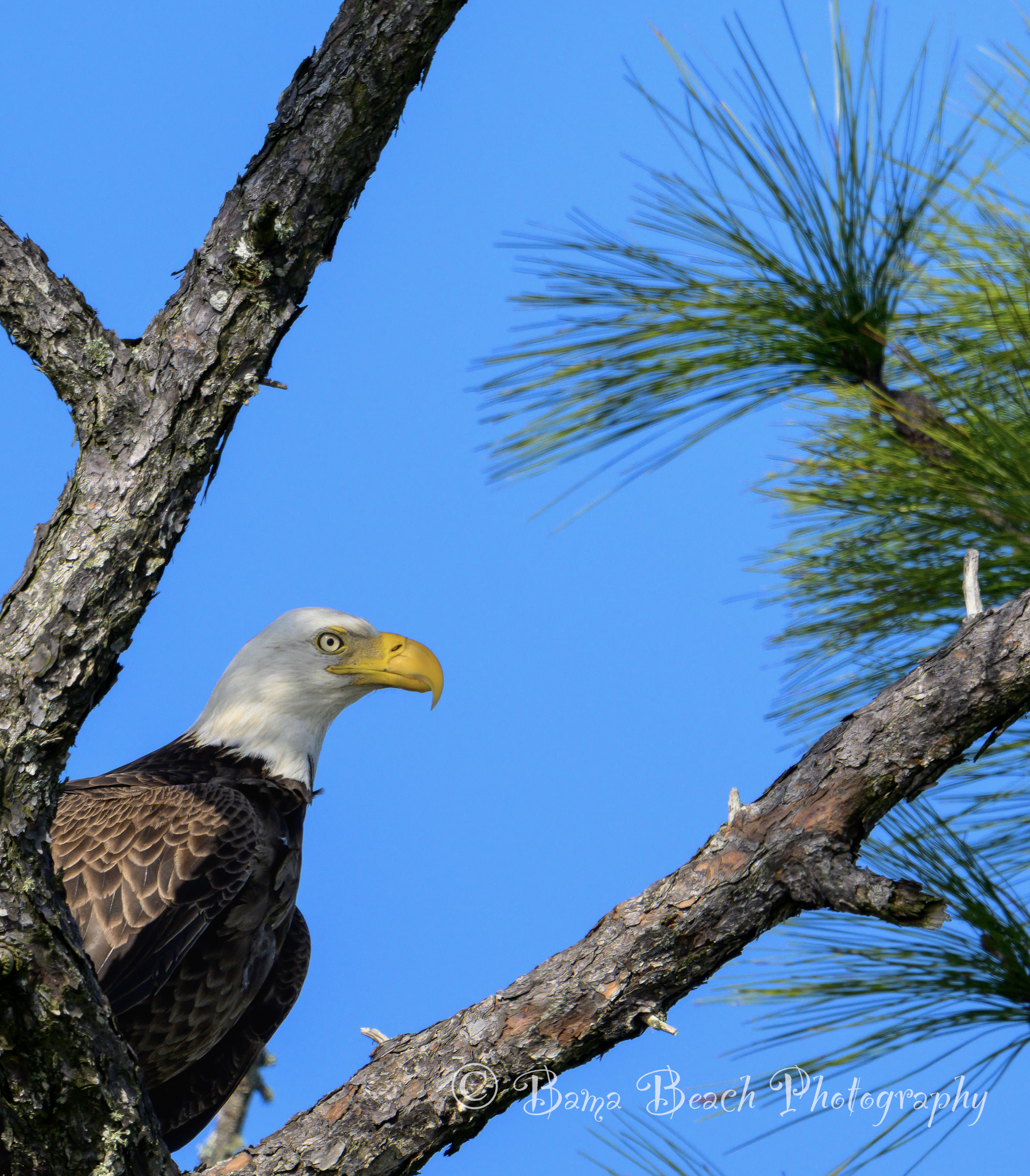 Close portrait of a bald eagle framed by pine branches against a vivid blue sky.