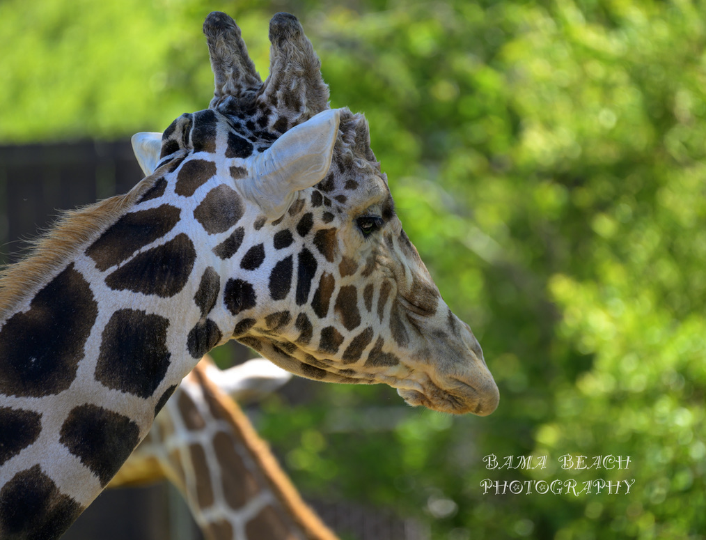 Close profile portrait of a giraffe surrounded by bright green foliage.