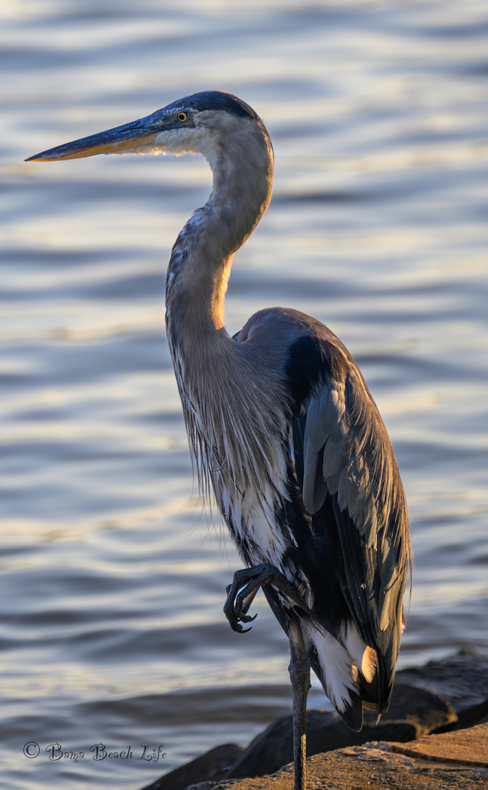 Great blue heron portrait illuminated by warm coastal light beside Alabama Gulf Coast water.