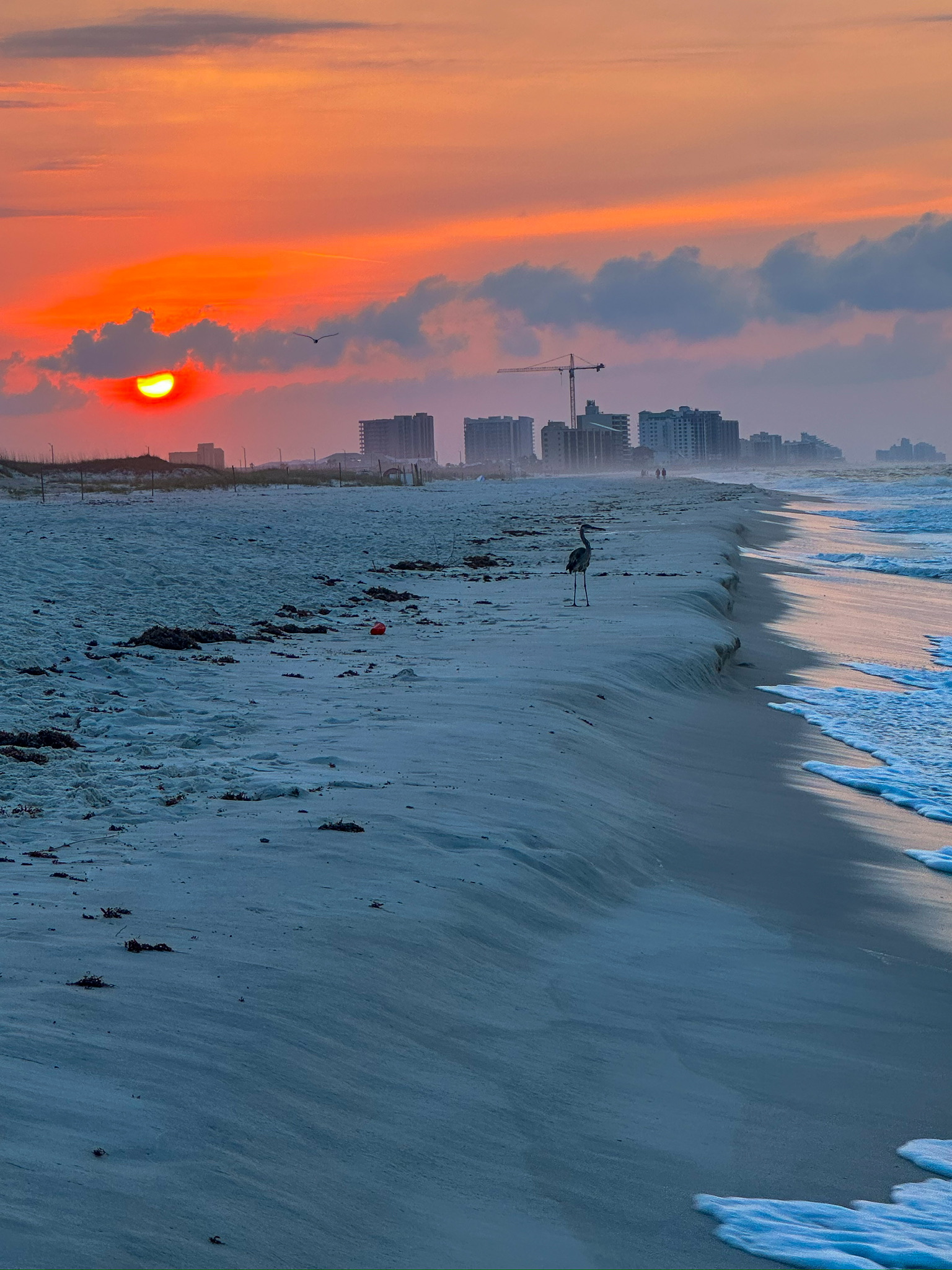 Great blue heron standing on a Gulf Shores beach beneath a coral sunrise and distant skyline.