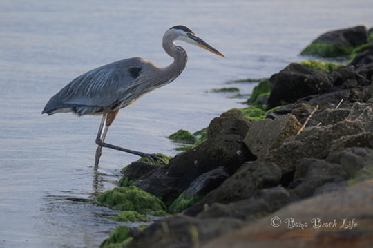 Great blue heron stepping through shallow water beside a moss-covered rocky shoreline.