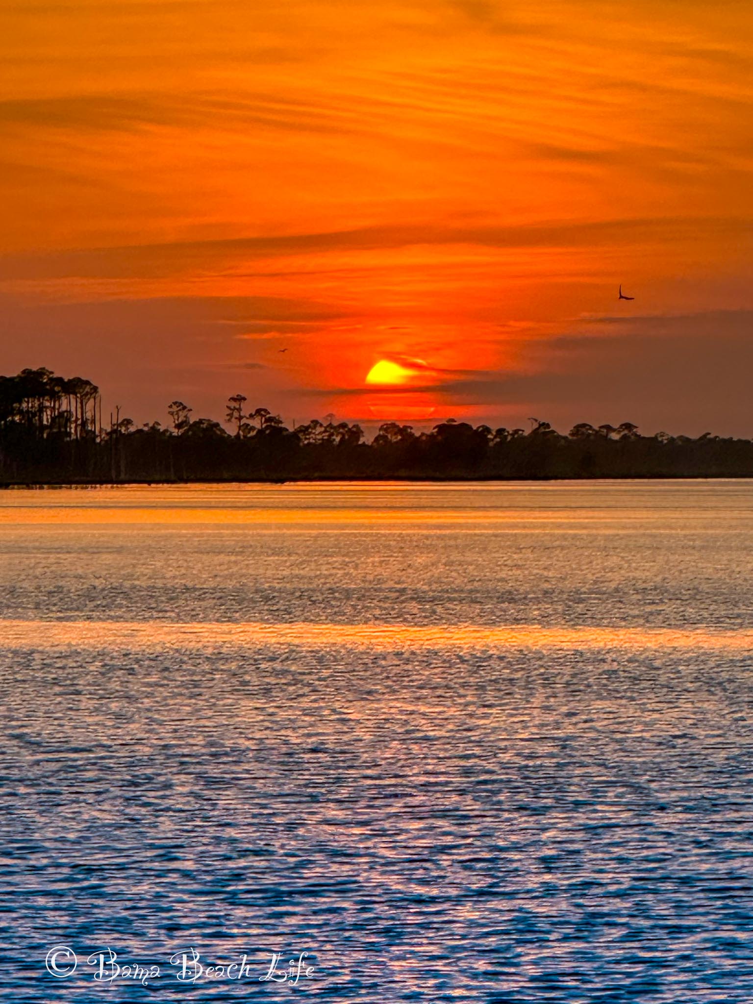 Deep orange sunset over coastal water and a silhouetted Alabama Gulf Coast tree line.