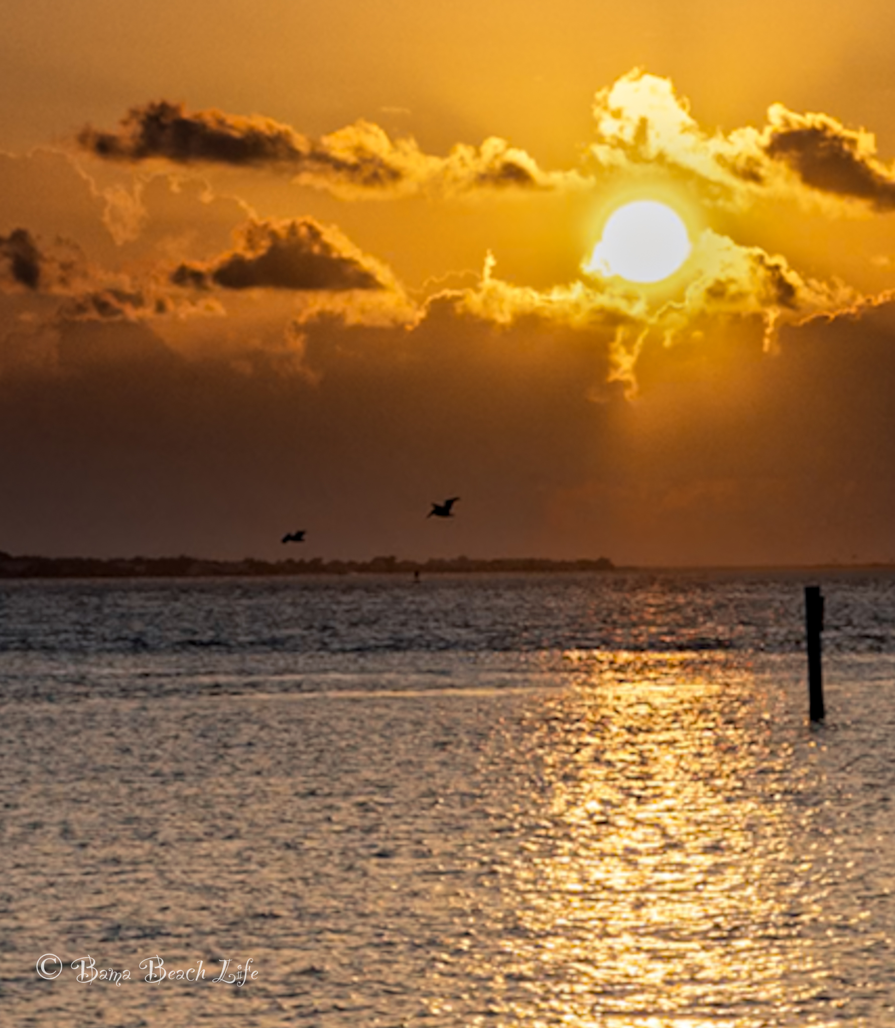 Pelicans flying beneath a brilliant golden sun reflected across Alabama Gulf Coast water.