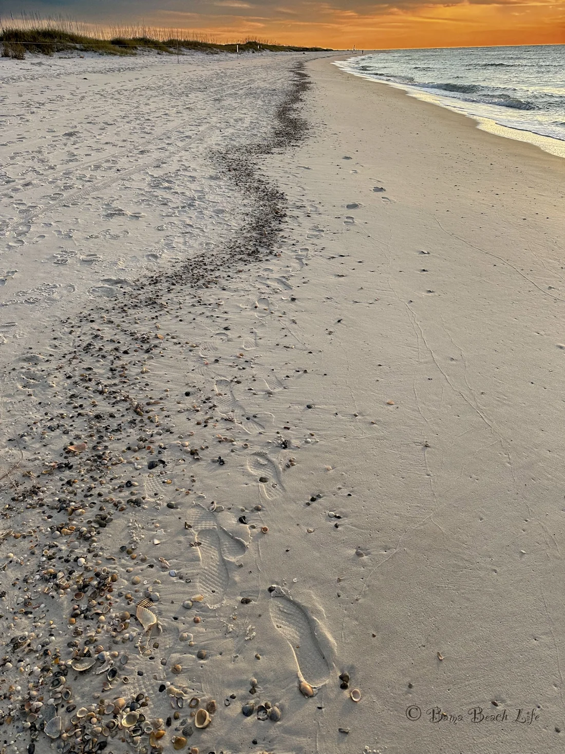 Gulf Shores sunrise beach scene with seashells and shoreline footprints, created as coastal wall art and fine art photography for meaningful interiors.